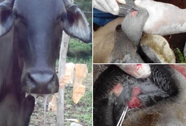 Las fincas afectadas por la estomatitis vesicular bovina deben permanecer en cuarentena. Foto: ICA-San Juan Nepomuceno. estomatitis vesicular en Bolívar Colombia