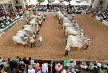 Desde hoy y hasta el lunes 8 de junio se realizarán diferentes eventos bovinos. Foto: gentedecabecera.com. Ferias ganaderas