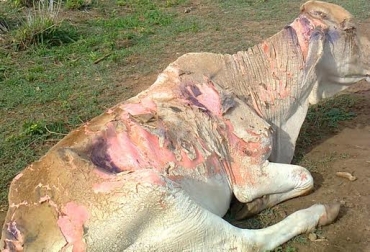 De acuerdo con cifras del gremio bovino, a la fecha se registran 1.437 reses fallecidas en la región. Foto: CONtexto ganadero. Ganado afectado por el verano