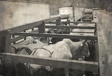 Pasaron 10 años para que en la zona se volviera a presentar un caso de abigeato. Foto: CONtexto Ganadero. Hurto de animales