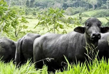 Los cursos abordarán 4 componentes técnicos dedicados a mejorar la producción bufalina. Foto: Asobúfalos. Búfalos en Colombia