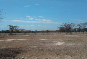 En el departamento han muerto como consecuencia del verano 6.733 animales. Foto: CONtexto ganadero. verano Colombia animales muertos