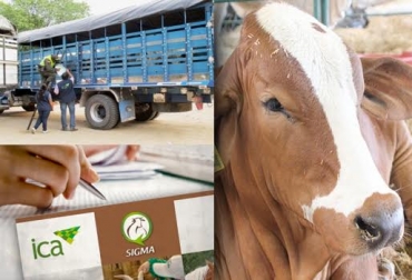 Tras el informe de gestión presentado por el ICA para la Orinoquía, en el departamento de Arauca siguen latentes los problemas con la entidad. Foto: CONtexto Ganadero. ICA Arauca