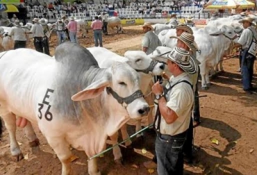 La Feria contará con más de 70 participantes y 100 semovientes durante los 3 días. Foto: Alcaldía de Purificación. Feria ganadera en Purificación Tolima