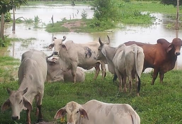 La mayoría de las explotaciones bovinas ubicadas en cercanías al río Arauca resultaron afectadas ante las constantes precipitaciones. Foto: Carlos Forero Invierno en Arauca