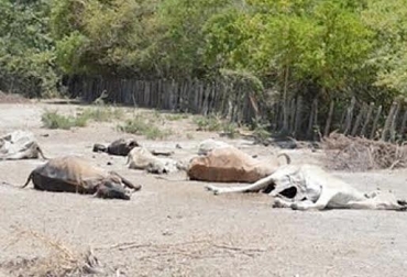 Más de 2.700 semovientes han muerto a causa del verano. Foto: CONtexto ganadero. Reses muertas por verano