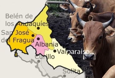 La iniciativa cobijará a 70 productores ubicados en el sur del departamento. Foto: CONtexto Ganadero. Conservación para el Desarrollo y la Paz en el Piedemonte Amazónico