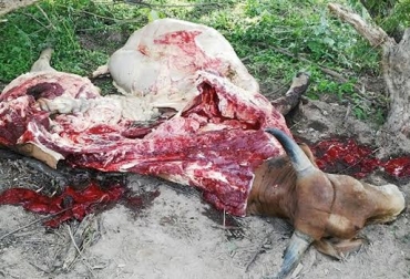 Al menos una res es hurtada y sacrificada en las fincas del departamento. Foto: costanoticias.com. Abigeato y sacrificio clandestino