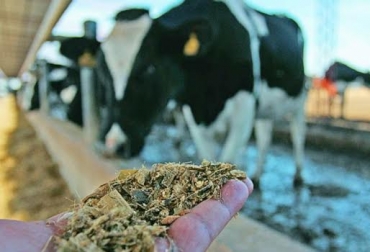 Realizar henos y silos con productos económicos de la región es una buena opción. Foto: portalechero.com. Alimentación para bovinos