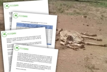 Producto del verano 26 mil 849 bovinos han muerto y 611 mil 628 han tenido que ser desplazados. Foto: CONtexto ganadero. verano Colombia animales muertos