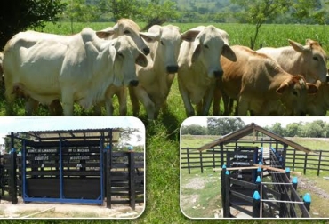 Las instalaciones de la finca El Recreo con la báscula de pesaje del ganado. Foto: Nadir David Tapia-CONtexto ganadero. báscula para pesar ganado