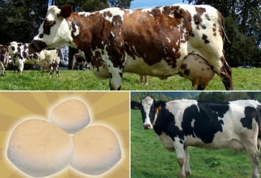 Boyacá se encuentra ubicado junto a Cundinamarca, otra cuenca lechera colombiana. Foto: CONtexto ganadero. cuenca leche Boyacá