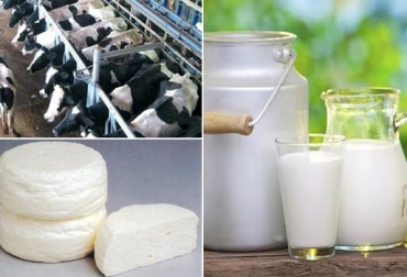 La cuenca tiene ventajas para comercializar la leche por su cercanía a varias industrias. Foto: CONtexto ganadero. Cundinamarca cuenca lechera