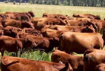 Hasta el pasado 18 de agosto, 638 mil animales fueron movilizados por sus dueños a otras regiones en procura de mejores condiciones. Foto: CONtexto ganadero. verano colombia ganadería