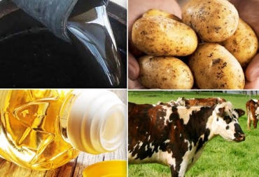 El FNG recomienda suplementar cada vaca con 4 kilogramos de este producto al día. Foto: CONtexto ganadero. Ensilaje de papa