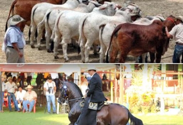 Sincelejo se viste de fiesta esta semana, en el marco de la realización de la feria ganadera y equina grado A. Foto: CONtexto ganadero. Feria Exposición Industrial y Comercial de Sincelejo y la Exposición Equina Grado A i