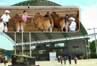 La 68 Feria Nacional Cebú se desarrolló en Valledupar. Foto: Asocebú-CONtexto ganadero. Feria Nacional Cebú-2015