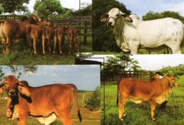 Este certamen será el idóneo para rematar y juzgar toros Brahman blancos y rojos. Foto: Cortesía. feria asogan puerto lópez