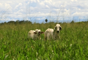 En los últimos 4 años se han adelantado programas de mejoramiento genético con razas Brahman, Gyr, Nelore y Angus. Foto: Cortesía - Futuro Orinoquía. Ganadería en Vichada