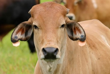 Al finalizar el año, ICA Santander pretende haber identificado a 90 mil bovinos. Foto: Fedegán. Identificación bovina colombia