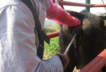 La inseminación artificial es una técnica usada en Colombia desde hace 70 años. Fuente: www.engormix.com. inseminación artificial vacas