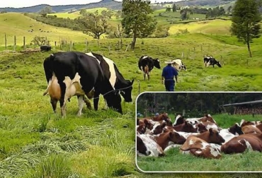 Las capacitaciones dictadas por el FNG a ganaderos han contribuido con el crecimiento de la cuenca lechera de Antioquia. Foto: www.suganado.com. leche en Antioquia