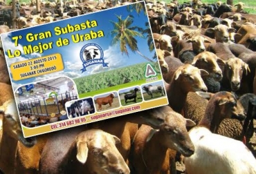 El 22 de agosto se realizará el primer seminario en producción ovina en el Urabá antioqueño. Foto: CONtexto ganadero. ovinos en Colombia