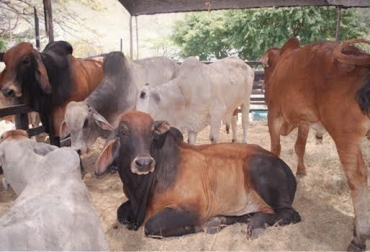 Fonseca, con 87 toros, y Barranca, con 34 animales, serán los siguientes municipios beneficiados. Foto: Fundalianza. Toros brahman Colombia
