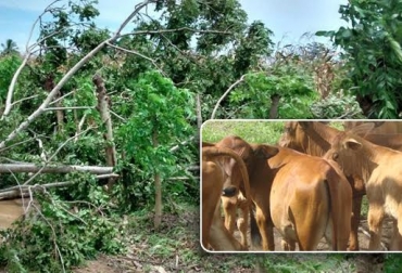 Los vendavales han afectado al sector agropecuario en Córdoba. Foto: solucionesgeneticasbovinas.wordpress.com-CONtextoganadero. vendavales en Alto Sinú