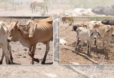 La escasez de agua, pasturas y suplementos bovinos ha provocado el desplazamiento de más de 69 mil reses en el sur del Cesar. Foto: CONtexto ganadero. vacas flacas Colombia