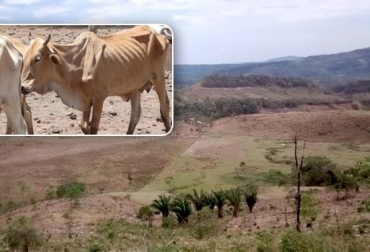 La producción de leche ha mermado en el departamento por escasez de forrajes y agua. Foto: CONtexto ganadero-Cortesía. muerte de reses en Colombia