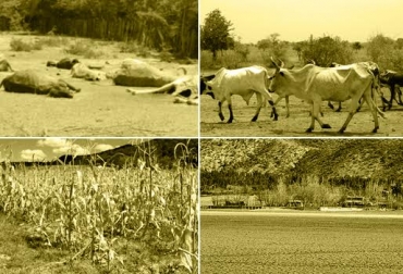 CONtexto ganadero elaboró un listado de las 4 más delicadas, según datos suministrados por los funcionarios del Fondo Nacional del Ganado. Foto: CONtexto ganadero. verano colo