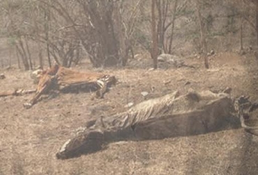 Hasta el pasado 29 mil 794 animales habían muerto y 635 mil 910 fueron desplazados verano afectaciones colombia