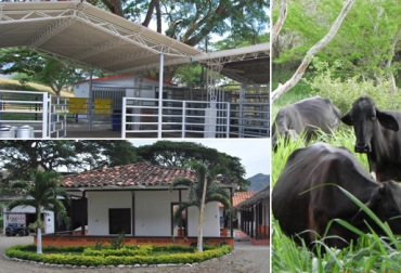 En el Encinar de Mamrre se concentran 241 animales, entre los cuales el 25 % corresponde a bovinos gyr puros y el 75 % restante a girolandos plus, convencionales y con cruces. Foto: Cortesía. finca hacienda El Encinar de Mamrre colombia