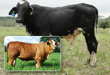 En el Caribe de Colombia predominan diferentes cruces entre ganado cebú y razas europeas tipo leche. Foto: CONtexto ganadero. cruces cebú y taurus