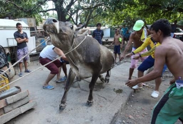50 bovinos llegaron hasta el área rural de Villa del Rosario provenientes de Venezuela, los semovientes serán vacunados contra la fiebre aftosa en próximos días. Foto: atodomomento.com. vacas desde venezuela