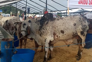 La presencia de animales de la raza Gyr fue uno de los puntos destacados de la feria. Foto: Fabián Santos. Feria Ganadera de Bucaramanga