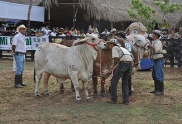 Durante la actividad fueron comercializados al menos 40 de los 150 bovinos que estuvieron presentes. Foto: El Líder Caqueteño. Feria San Vicente del Caguán