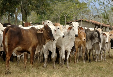 Si el ganadero lleva parámetros de reproducción y producción podrá mejorar dietas alimenticias, entre otros factores. Foto: www.fao.org. parámetros reproductivos ganado