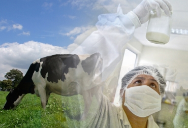 Al ser un alimento altamente perecedero, la leche debe tratarse con los más altos estándares de sanidad. Foto: CONtexto ganadero. ganado, leche, ganadería sostenible, insumos, cambio climático