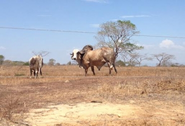 Los suelos en La Guajira carecen de pasto por la prolongada ausencia de agua en la región. Foto: Javier Suárez y Sebastián Alcalá. verano en La Guajira