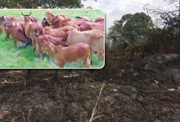 Los incendios forestales han comprometido hectáreas de cultivos y predios bovinos. Foto: www.elobservadoreconomico.com / FNG-Tolima. incendios forestales Colombia