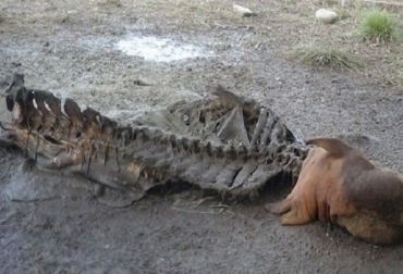 Los semovientes aparecen pelados en potreros cercanos a las fincas de donde fueron hurtados. Foto: Prensa Libre Casanare. sacrificio clandestino