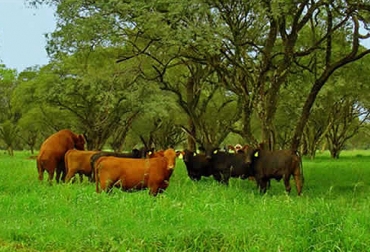 La siembra de árboles se hará en 46 hectáreas en los municipios de Espinal, Guamo, Suárez y Coello. Foto: www.ruraldesalta.org.ar. sistemas silvopastoriles Tolima