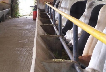 Los precios de suplementos bovinos se elevaron desde que se intensificó la sequía. Foto: www.culturaempresarialganadera.org. suplementación bovina