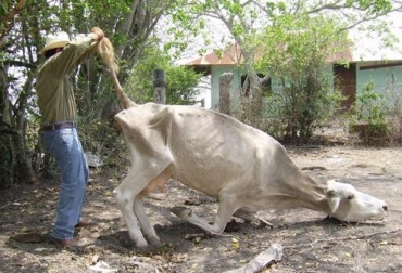En algunas poblaciones de El Patía, el verano ha causado la muerte de algunos semovientes. Foto: fronterainformativa.wordpress.com. verano en el cauca