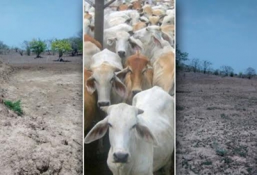Así se encuentran las fincas bovinas en la región Caribe. Foto: Álvaro Pallares, Extensionista de Ganadería Colombiana Sostenible en Atlántico. verano Colombia