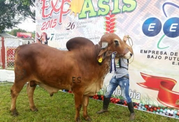 Del 13 al 17 de agosto pasados se llevó a cabo Expo Asís, evento que es catalogado por sus organizadores como el más importante del Putumayo. Foto: Manuel Ortiz.