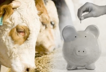 Los ganaderos pueden ahorrar dinero si compran los suplementos en grupo. Foto: www.generalidadesdelaganaderiabovina.blogspot.com. Cundinamarca, Zipaquirá, suplementación animal, maíz, reducción de costos, Comité de Ganaderos de Zipaquirá, Fedegán, Contexto ganadero