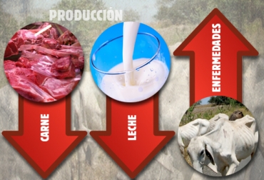 Hasta en un 40% se verá reducida la producción de carne en Caldas por cuenta del intenso verano. Foto: CONtexto Ganadero Caldas, afectaciones por el verano, afectaciones Fenómeno de El Niño, baja producción de carne, baja producción de leche, enfermedades, .contexto ganadero